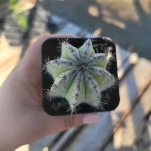 Chichipe Cactus Live Plant (Polaskia chichipe) - 2.5in or 4in Pot - Full Sun - Image 7