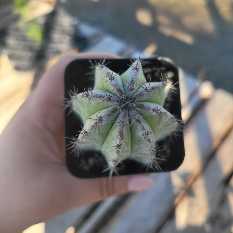 Chichipe Cactus Live Plant (Polaskia chichipe) - 2.5in or 4in Pot - Full Sun - Image 7