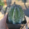 Chichipe Cactus Live Plant (Polaskia chichipe) - 2.5in or 4in Pot - Full Sun - Image 1