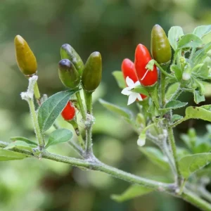 Chili Pequin Pepper Live Plant – Hot & Compact – 4 Inch Pot - Image 2