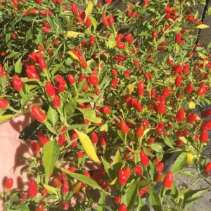 Chili Pequin Pepper Live Plant – Hot & Compact – 4 Inch Pot - Image 3