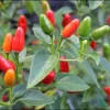 Chili Pequin Pepper Live Plant – Hot & Compact – 4 Inch Pot - Image 1