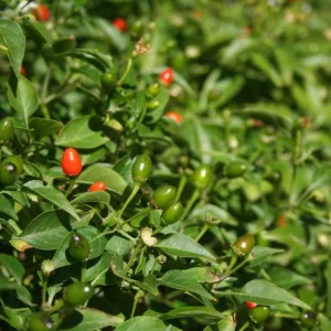Chiltepin Pepper Live Plant - 3-5 Inch Tall Red Hot Pepper Starter Plant for Outdoor - Image 10