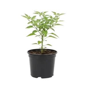 Chiltepin Pepper Live Plant - 3-5 Inch Tall Red Hot Pepper Starter Plant for Outdoor - Image 2
