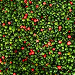 Chiltepin Pepper Live Plant - 3-5 Inch Tall Red Hot Pepper Starter Plant for Outdoor - Image 5