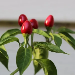 Chiltepin Pepper Live Plant - 3-5 Inch Tall Red Hot Pepper Starter Plant for Outdoor - Image 6