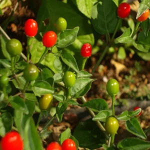 Chiltepin Pepper Live Plant - 3-5 Inch Tall Red Hot Pepper Starter Plant for Outdoor - Image 9