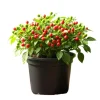 Chiltepin Pepper Live Plant - 3-5 Inch Tall Red Hot Pepper Starter Plant for Outdoor - Image 1