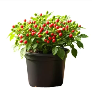 Chiltepin Pepper Live Plant - 3-5 Inch Tall Red Hot Pepper Starter Plant for Outdoor - Image 1