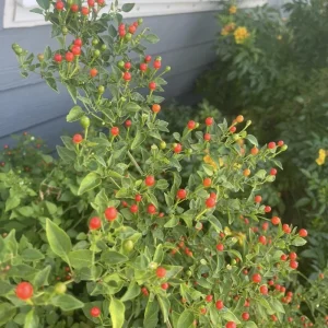 Chiltepin Pepper Live Plant - Hot Tepin Chili Starter, 4 Inch Pot, Outdoor - Image 2