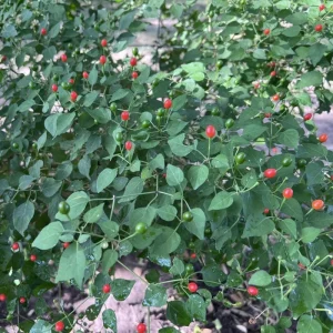 Chiltepin Pepper Live Plant - Hot Tepin Chili Starter, 4 Inch Pot, Outdoor - Image 3