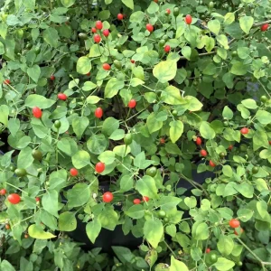 Chiltepin Pepper Live Plant - Hot Tepin Chili Starter, 4 Inch Pot, Outdoor - Image 4