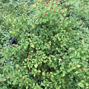 Chiltepin Pepper Live Plant - Hot Tepin Chili Starter, 4 Inch Pot, Outdoor - Image 5