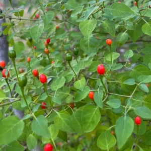 Chiltepin Pepper Live Plant - Hot Tepin Chili Starter, 4 Inch Pot, Outdoor - Image 6