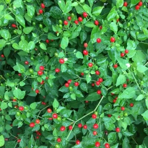 Chiltepin Pepper Live Plant - Hot Tepin Chili Starter, 4 Inch Pot, Outdoor - Image 1