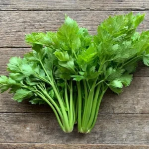 Chinese Celery Live Plant – 5 Healthy Seedlings 8 Inch Tall in 4 Inch Pot – Fast Growing Herb for Garden & Indoor - Image 10