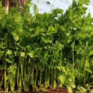 Chinese Celery Live Plant – 5 Healthy Seedlings 8 Inch Tall in 4 Inch Pot – Fast Growing Herb for Garden & Indoor - Image 2