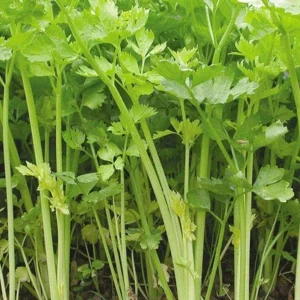 Chinese Celery Live Plant – 5 Healthy Seedlings 8 Inch Tall in 4 Inch Pot – Fast Growing Herb for Garden & Indoor - Image 3