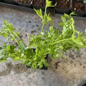 Chinese Celery Live Plant – 5 Healthy Seedlings 8 Inch Tall in 4 Inch Pot – Fast Growing Herb for Garden & Indoor - Image 4