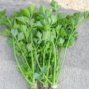 Chinese Celery Live Plant – 5 Healthy Seedlings 8 Inch Tall in 4 Inch Pot – Fast Growing Herb for Garden & Indoor - Image 5