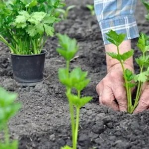 Chinese Celery Live Plant – 5 Healthy Seedlings 8 Inch Tall in 4 Inch Pot – Fast Growing Herb for Garden & Indoor - Image 6