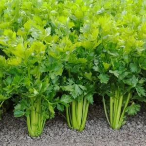 Chinese Celery Live Plant – 5 Healthy Seedlings 8 Inch Tall in 4 Inch Pot – Fast Growing Herb for Garden & Indoor - Image 1