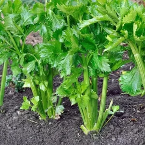 Chinese Celery Live Plant – 5 Healthy Seedlings 8 Inch Tall in 4 Inch Pot – Fast Growing Herb for Garden & Indoor - Image 7