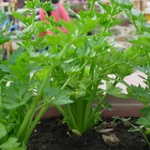 Chinese Celery Live Plant – 5 Healthy Seedlings 8 Inch Tall in 4 Inch Pot – Fast Growing Herb for Garden & Indoor - Image 8