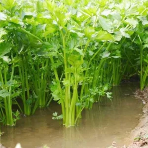 Chinese Celery Live Plant – 5 Healthy Seedlings 8 Inch Tall in 4 Inch Pot – Fast Growing Herb for Garden & Indoor - Image 9