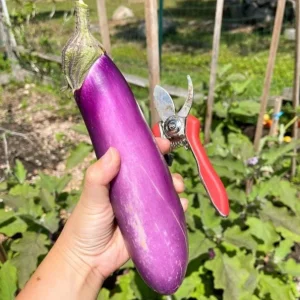 Chinese Eggplant Live Plant – 8-inch Height – 4-inch Pot – Vegetable Garden - Image 2