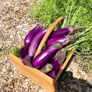 Chinese Eggplant Live Plant – 8-inch Height – 4-inch Pot – Vegetable Garden - Image 3