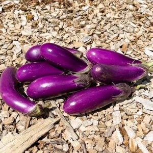 Chinese Eggplant Live Plant – 8-inch Height – 4-inch Pot – Vegetable Garden - Image 4