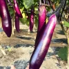 Chinese Eggplant Live Plant – 8-inch Height – 4-inch Pot – Vegetable Garden - Image 1
