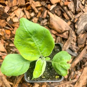 Chinese Eggplant Live Plant – 8-inch Height – 4-inch Pot – Vegetable Garden - Image 6