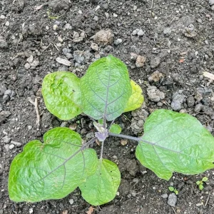 Chinese Eggplant Live Plant – 8-inch Height – 4-inch Pot – Vegetable Garden - Image 7
