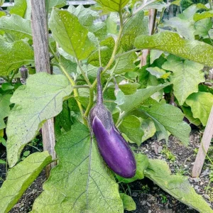 Chinese Eggplant Live Plant – 8-inch Height – 4-inch Pot – Vegetable Garden - Image 8