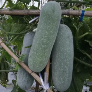 Chinese Long Winter Melon Live Plant – 8-inch Tall – 4-inch Pot – Garden Vegetable - Image 2