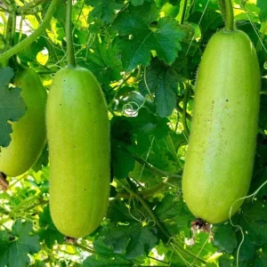 Chinese Long Winter Melon Live Plant – 8-inch Tall – 4-inch Pot – Garden Vegetable - Image 3