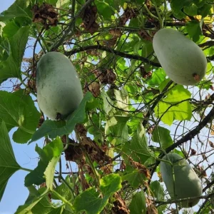 Chinese Long Winter Melon Live Plant – 8-inch Tall – 4-inch Pot – Garden Vegetable - Image 4