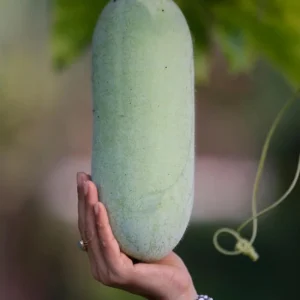 Chinese Long Winter Melon Live Plant – 8-inch Tall – 4-inch Pot – Garden Vegetable - Image 5