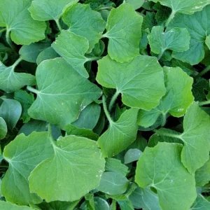 Chinese Long Winter Melon Live Plant – 8-inch Tall – 4-inch Pot – Garden Vegetable - Image 6