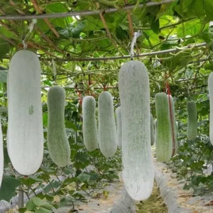 Chinese Long Winter Melon Live Plant – 8-inch Tall – 4-inch Pot – Garden Vegetable - Image 1
