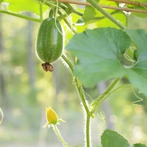 Chinese Long Winter Melon Live Plant – 8-inch Tall – 4-inch Pot – Garden Vegetable - Image 7