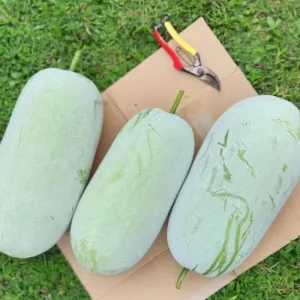 Chinese Long Winter Melon Live Plant – 8-inch Tall – 4-inch Pot – Garden Vegetable - Image 8