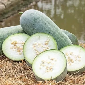 Chinese Long Winter Melon Live Plant – 8-inch Tall – 4-inch Pot – Garden Vegetable - Image 9