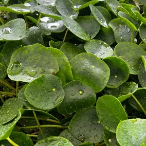 Chinese Money Plant Live Houseplant – Pilea Peperomioides – 4 Inch Pot – Indoor - Image 2