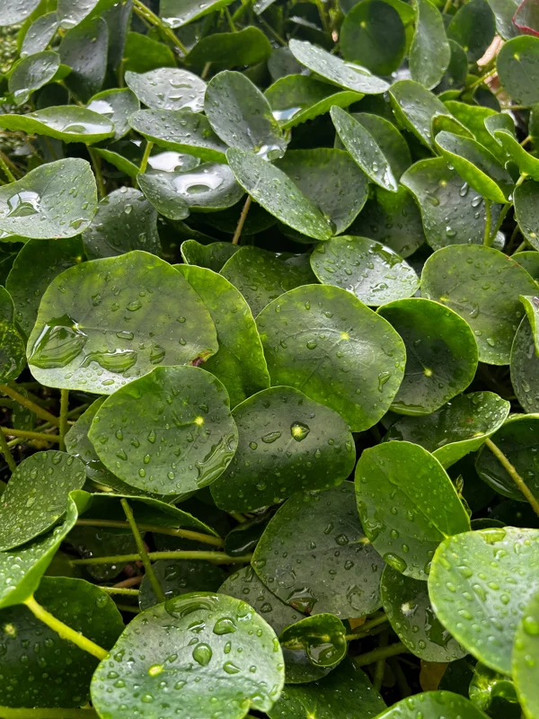 Chinese Money Plant Live Houseplant – Pilea Peperomioides – 4 Inch Pot – Indoor - Image 2