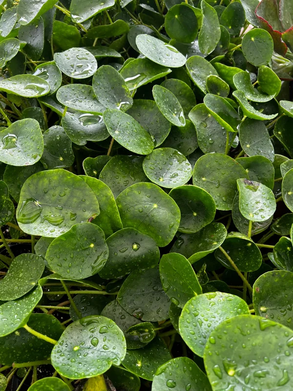 Chinese Money Plant Live Houseplant – Pilea Peperomioides – 4 Inch Pot – Indoor - Image 3