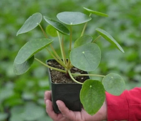 Chinese Money Plant Live Houseplant – Pilea Peperomioides – 4 Inch Pot – Indoor - Image 1