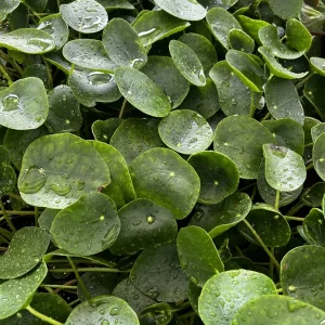 Chinese Money Plant Pilea Peperomioides Live Houseplant in 4 Inch Pot - Image 3